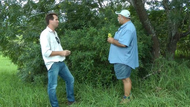 Green cestrum weed control and identification