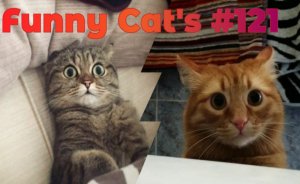 Смешные коты #121