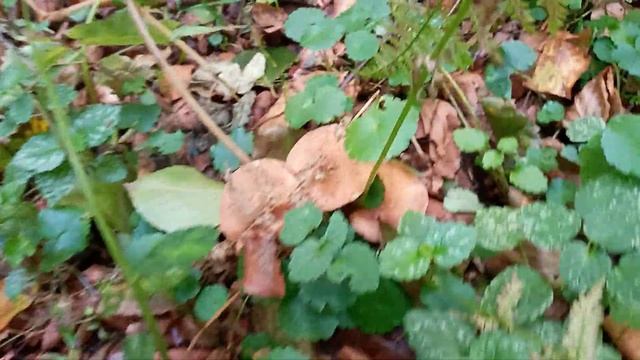 2020 р. Природа. Гриби Карпат і Львівщини. mushrooms. смотреть онлайн