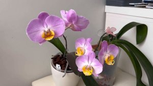 Цветут и радуют!!! Phal.Stuartiana Nobilis, Phal.Golden Star, Phal. Sunset Love, Phal.Yellow lip