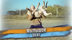 Щенок 5 месяцев - 30 кг! Американский Булли XXL - это серьезно!