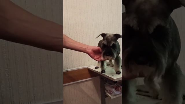 Miniature Schnauzer Bora got her hair in order! / Цвергшнауцер Бора привела причёску в порядок!