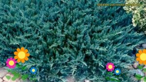 Можжевельник прибрежный Блю Пасифик. Краткий обзор, описание juniperus conferta Blue Pacific