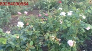 Роза Клер Роуз