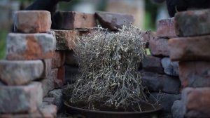 Рецепты здоровья от бабушки Любы. Василек раскидистый.