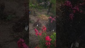 Лагерстремия. Черный лист..mp4
