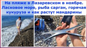 На пляже в Лазаревском в ноябре. Ласковое море, рыба сарган, горячая кукуруза и как растут мандарины