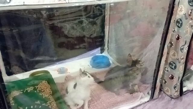 14,10.23 выставка кошек смотреть онлайн