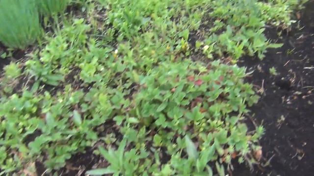 Цветы маргаритки на 4 июня 2017 дача, огород, сад Цветок маргаритка, смотреть онлайн