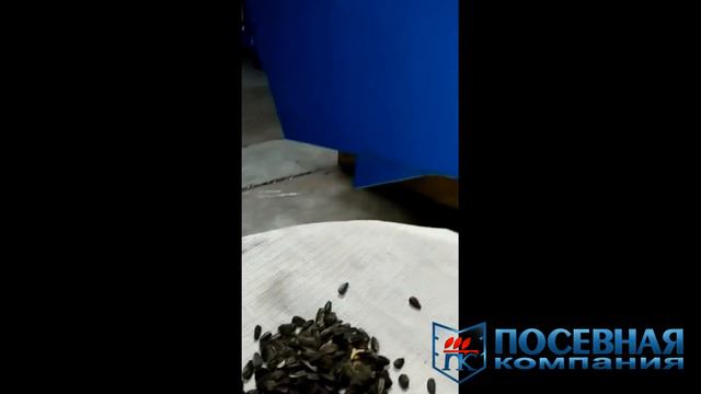 Работа высевающего аппарата сеялки СПЧ с семенами подсолнечника