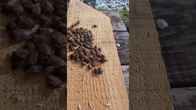 лайфхак для автолюбителей. эксклюзивный ароматизатор своими руками. стойкость 100дней!!! автотюнинг смотреть онлайн