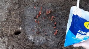 Первая подкормка пионов ранней весной