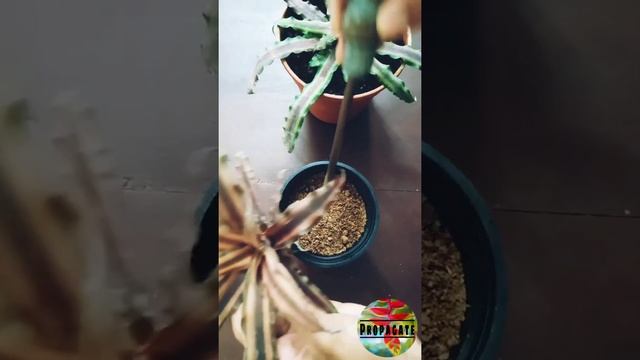 Cryptanthus plant propagation|Bromeliad|Earth star plant| #shorts