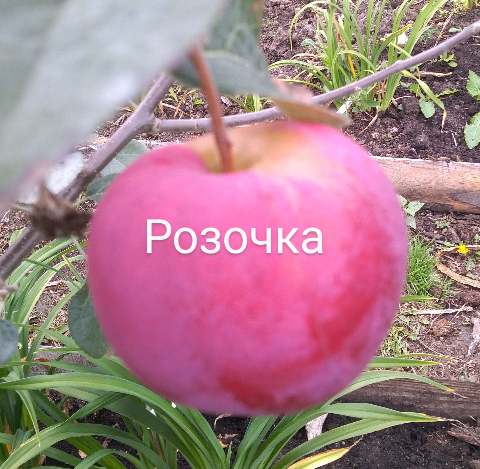 Розочка.
Плодоношение яблони в моем саду