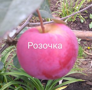 Розочка.
Плодоношение яблони в моем саду