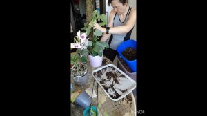 Самодельный моховой тотем для растений. Два вида филодендронов в групповой посадке.