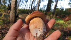 САМЫЙ РЕДКИЙ БОРОВИК !!! САТАНИНСКИЙ ГРИБ НАШЁЛ И СЪЕЛ ! ШОК ! Белые грибы в сентябре ! Грибы 2019