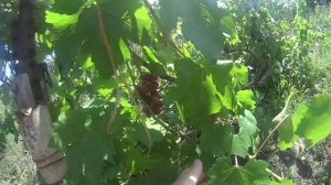 Ранние сорта винограда в Волгоградской области