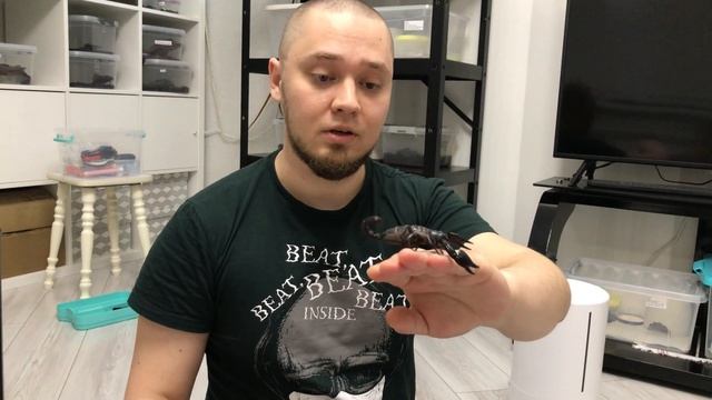 Каких скорпионов я содержу. ОБЗОР смотреть онлайн