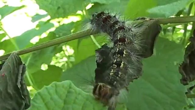 Lymantria dispar - Непарный шелкопряд смотреть онлайн