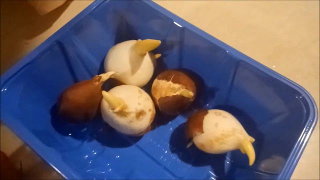 Amaryllis Stargazer Blooming/Planting tulips American Filipina Couple смотреть онлайн