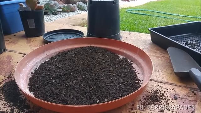 Growing echeveria from seed