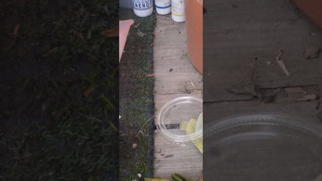 Hoy hablaremos de 2 parecidas pero diferentes , E. sleepy y S . leticia| Salvamos unas sucus смотреть онлайн