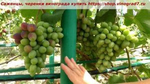 25 июля 2023 года, начало созревания Кишмиша Юпитера- уже сахар 15.