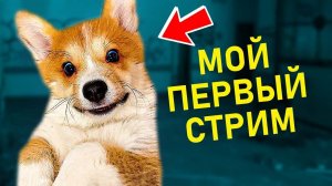 МОЙ ПЕРВЫЙ СТРИМ! Корги Коржик в прямом эфире! (Корги коржик) Говорящая собака