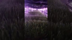 Гидропоника. Сочные корма.