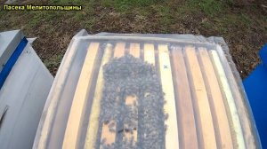 Зимовка пчел ППУ ППС и дереве наличие влаги