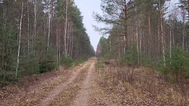 По заброшенной железной дороге в Лесозавод (Брянский край, Брянский район)
