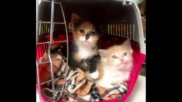 Особенная кошечка не могла использовать задние лапки смотреть онлайн