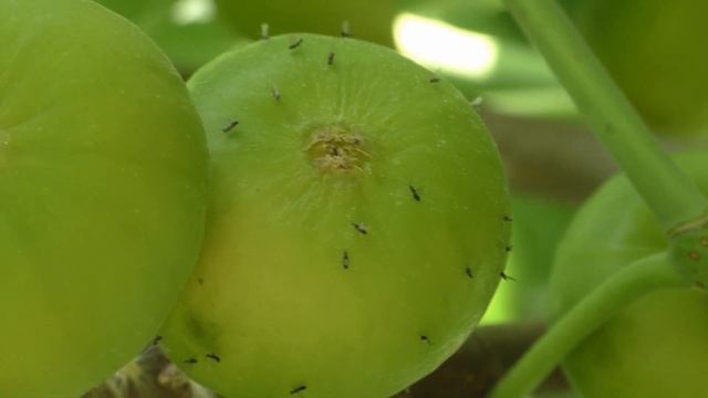 Инжир оса бластофага 2020 смотреть онлайн