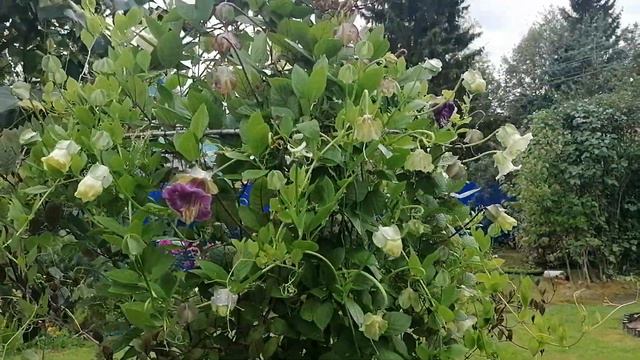 Кобея (Cobaea) - лазающая лиана сентября 2023 смотреть онлайн