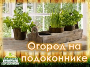 Огород на подоконнике