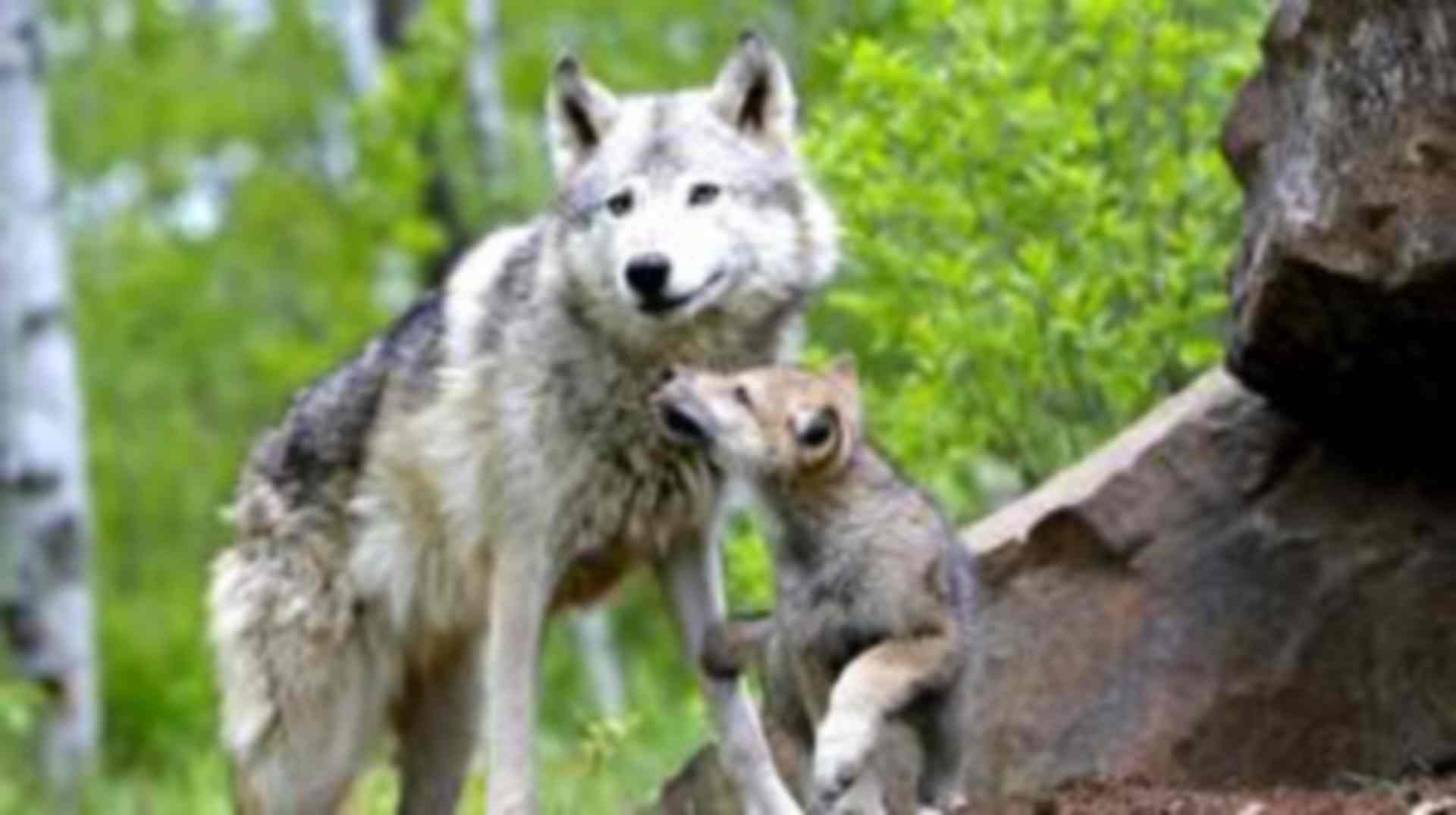 Волчица пришла  к егерю, чтобы он помог ей. Интересные истории про животных. Аудио рассказы.