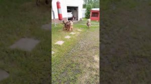 Тибетский мастиф летом