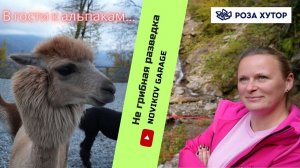 В гости к альпакам на Роза Хутор / Не грибная разведка/октябрь 2023