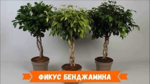 Комнатные деревья в горшках для дома: как оживить скучный интерьер