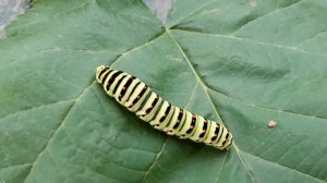 Гусеница бабочки Махаон .Первая встреча в саду.