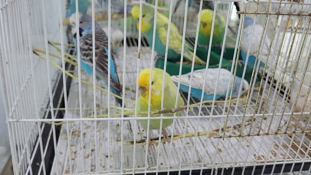 Итоги раздачи веточного корма попугаям. Что они с ним делают ) смотреть онлайн