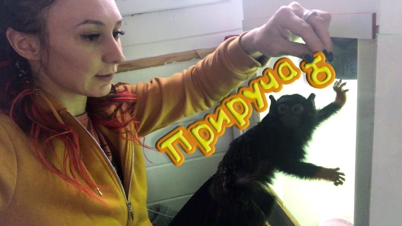 ПРИРУЧАЮ ТАМАРИНА