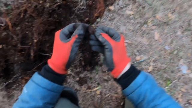 Вечерняя прогулка с XP Deus, накопал монет. смотреть онлайн