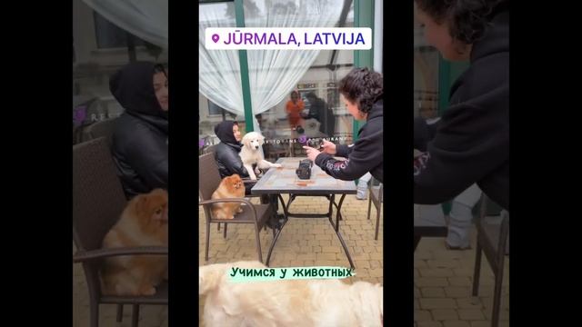 Kizomba dog. Начало. смотреть онлайн