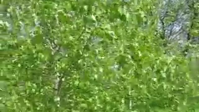 Футаж береза на ветру смотреть онлайн