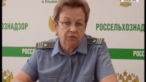 Как бороться против нематоды картофеля?
