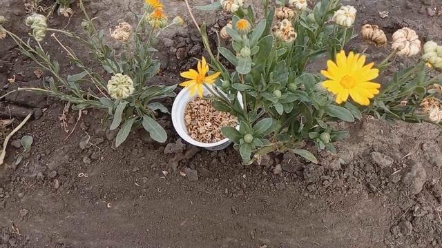 Календула как сидерат смотреть онлайн