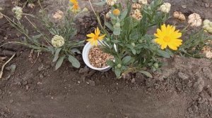 Календула как сидерат