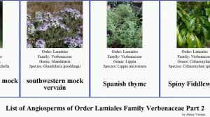 List of Angiosperms of Order Lamiales Family Verbenaceae Part 2 vervain stachytarpheta mock rose